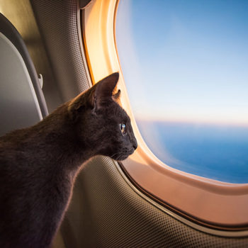 gatto in aereo ecomiao